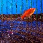Leaping Goldfish Model - Tektronix