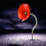 Poppy through Tarmac Model